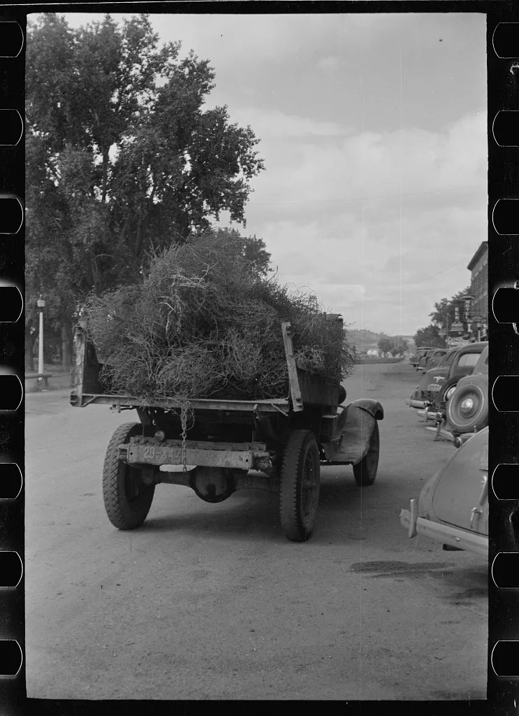 Truckload of tumbleweed, Forsyth, Montana, 1939