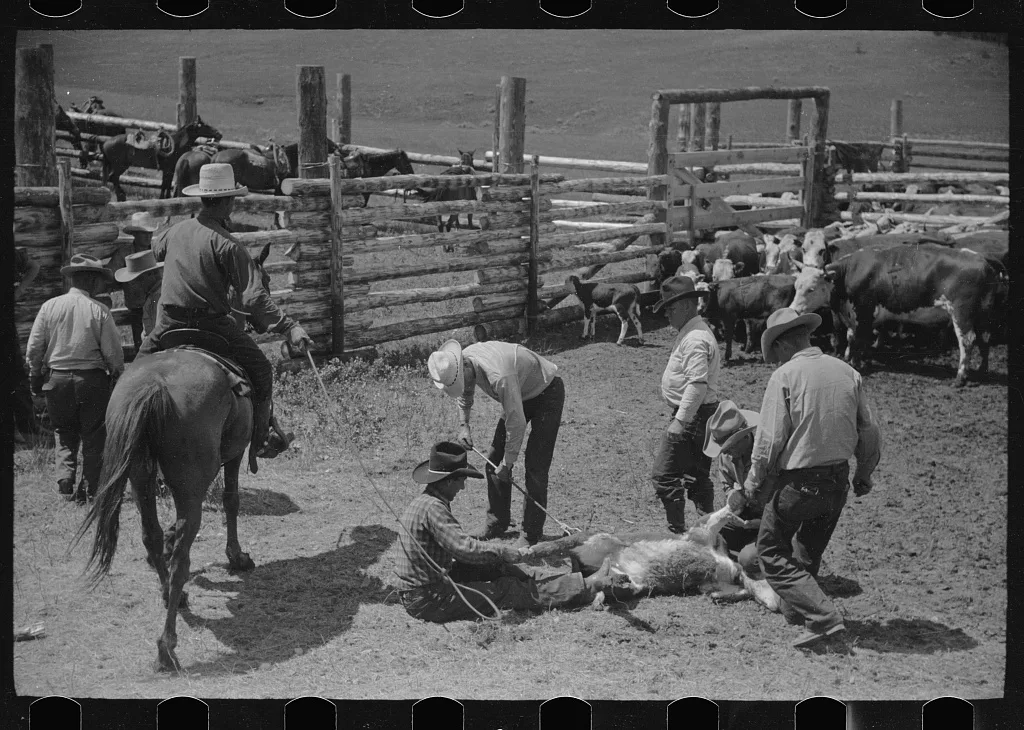 Branding, Three Circle roundup, Custer National Forest, Montana, 1939