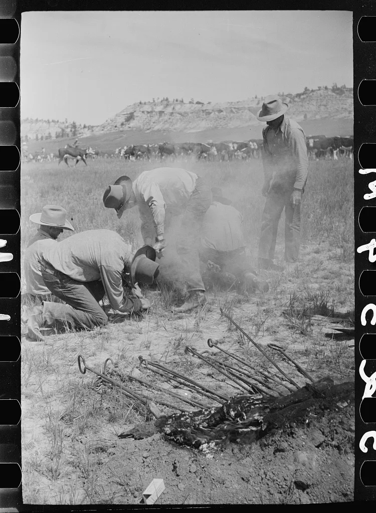 Branding a calf, Quarter Circle U roundup, Montana, 1939