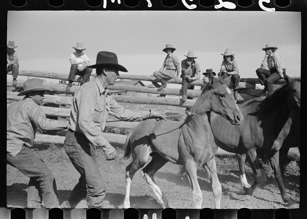 Roping a colt, Quarter Circle U roundup, Montana, 1939