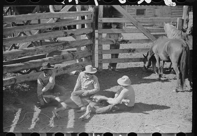 Throwing a colt for branding, Quarter Circle U roundup, Montana, 1939