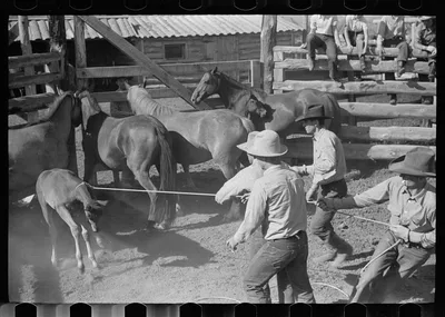 Roping a colt, Quarter Circle U roundup, Montana, 1939