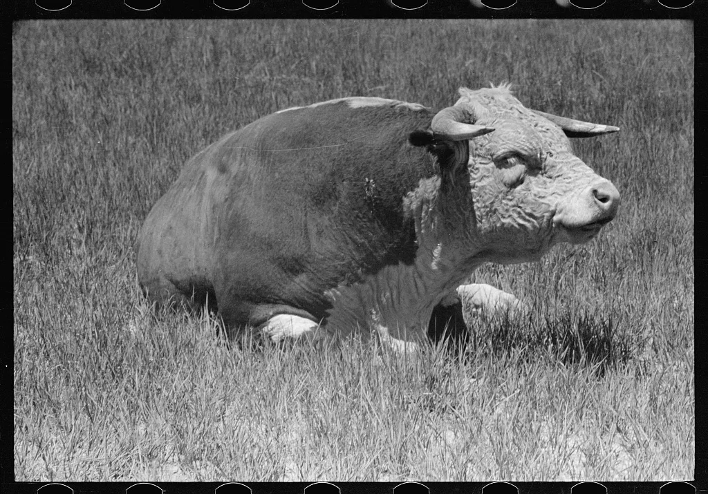 Hereford bull, Quarter Circle U roundup, Montana, 1939