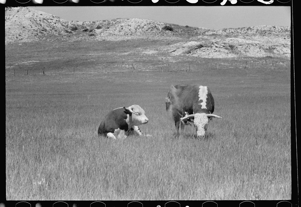 Hereford bulls, Quarter Circle U roundup, Montana, 1939