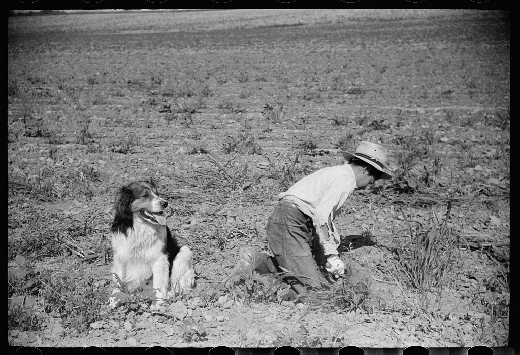 Young sugar beet worker with dog, Treasure County, Montana, 1939