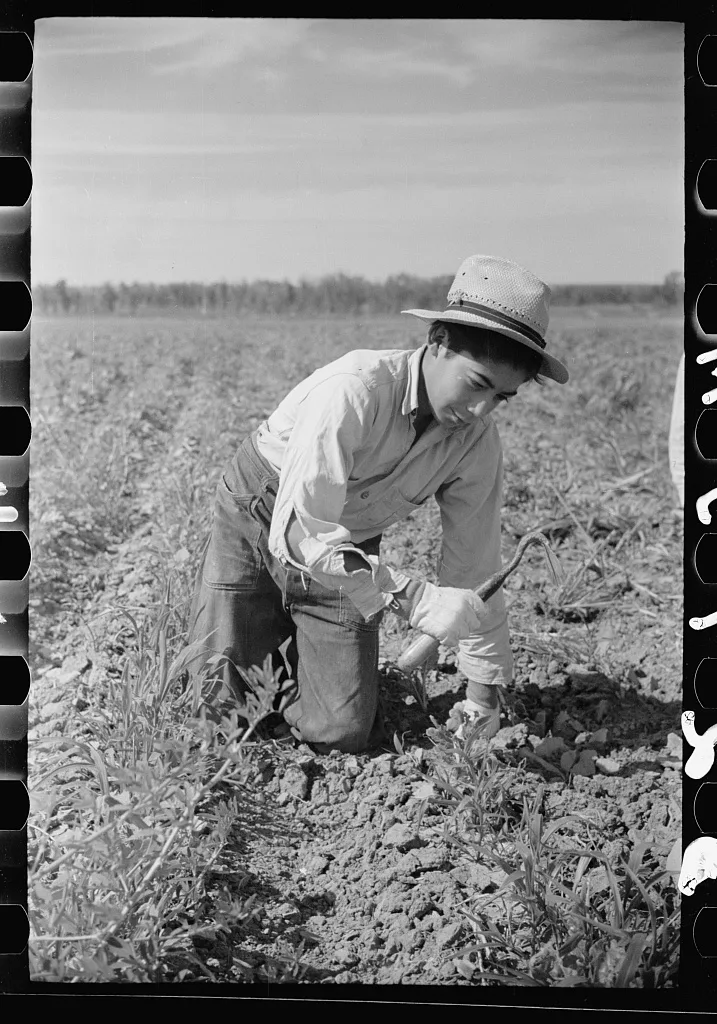 Young sugar beet worker, Treasure County, Montana, 1939