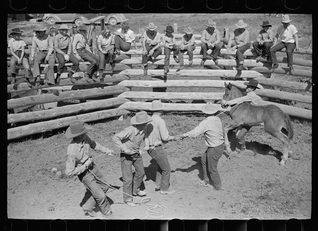 Roping a colt for branding, Quarter Circle U roundup, Montana, 1939