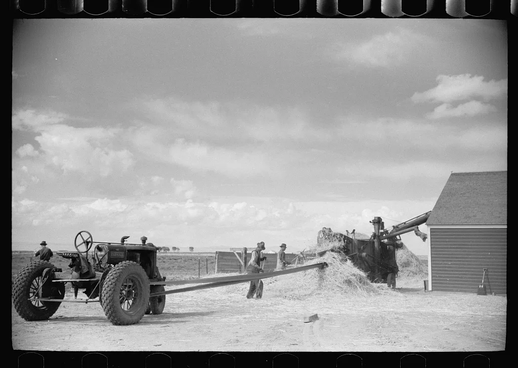 Threshing grain, San Luis Valley Farms, Alamosa, Colorado, 1939