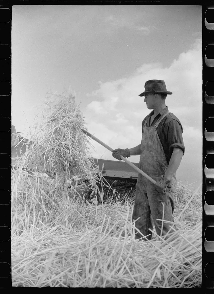 Grain harvest, San Luis Valley Farms, Alamosa, Colorado, 1939