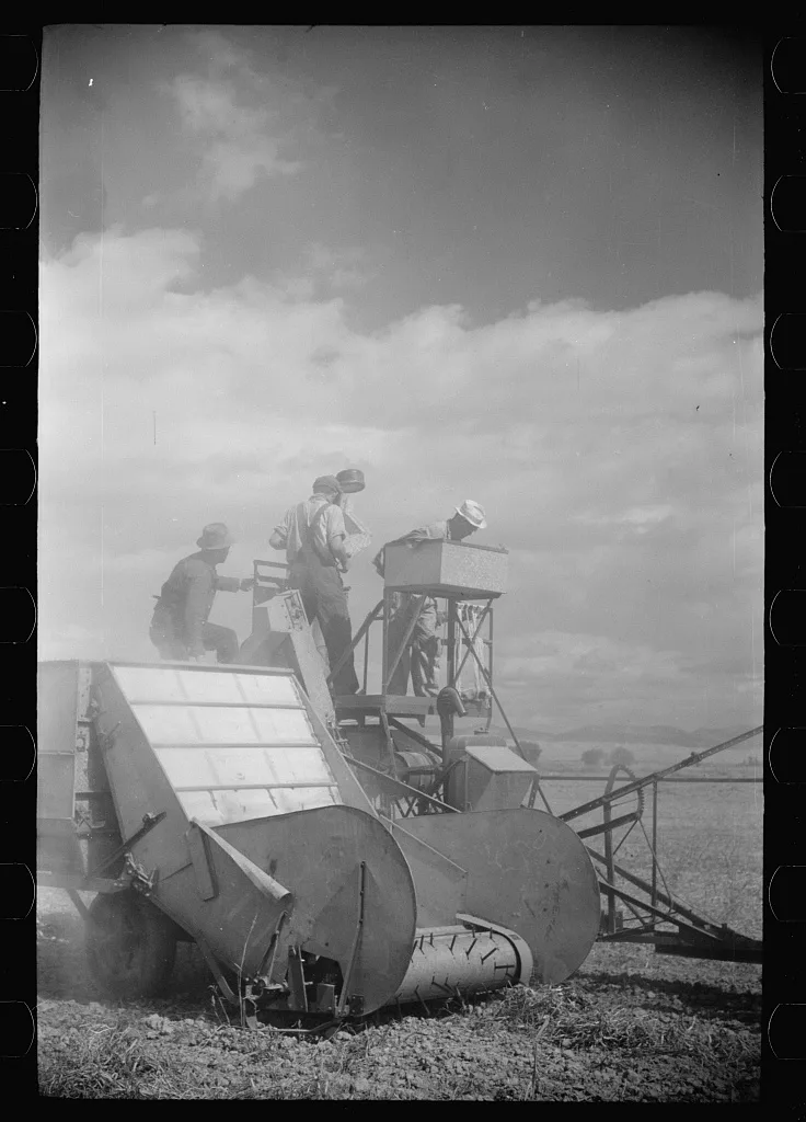 Bean threshers, western Colorado, 1939