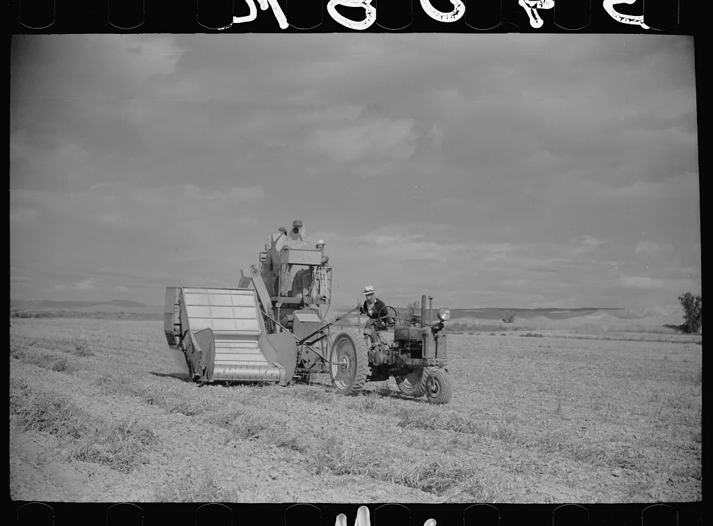 Bean threshers, western Colorado, 1939