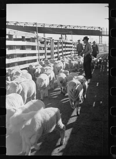 Sheep in stockyard, Denver, Colorado, 1939