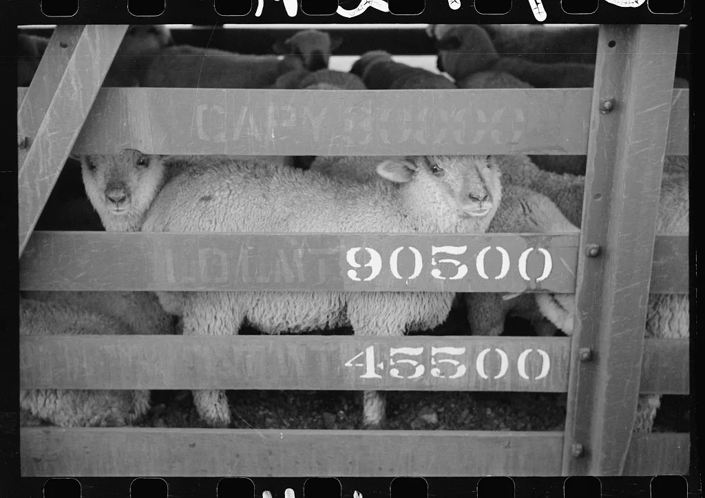 Sheep in transit, stockyard, Denver, Colorado, 1939