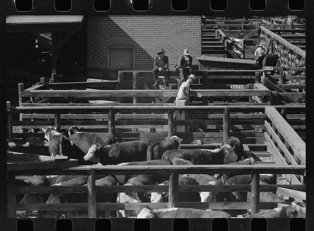 Cattle near the scale house, stockyards, Denver, Colorado, 1939