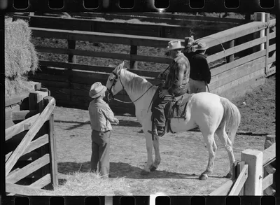 Cattle buyer in stockyards, Denver, Colorado, 1939