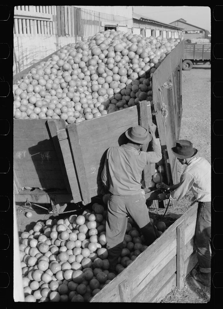 Unloading grapefruit truck, juice plant, Weslaco, Texas, 1942