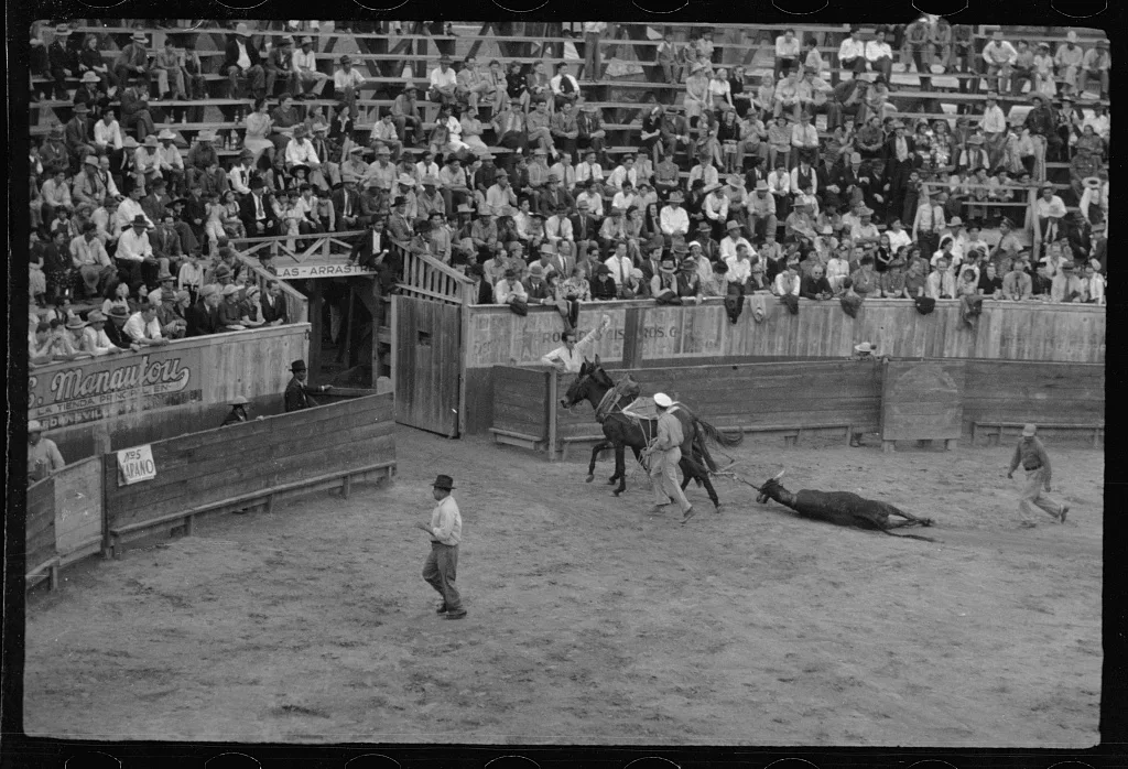 The end, bullfight, Matomoros, Mexico, Matamoros, 1942