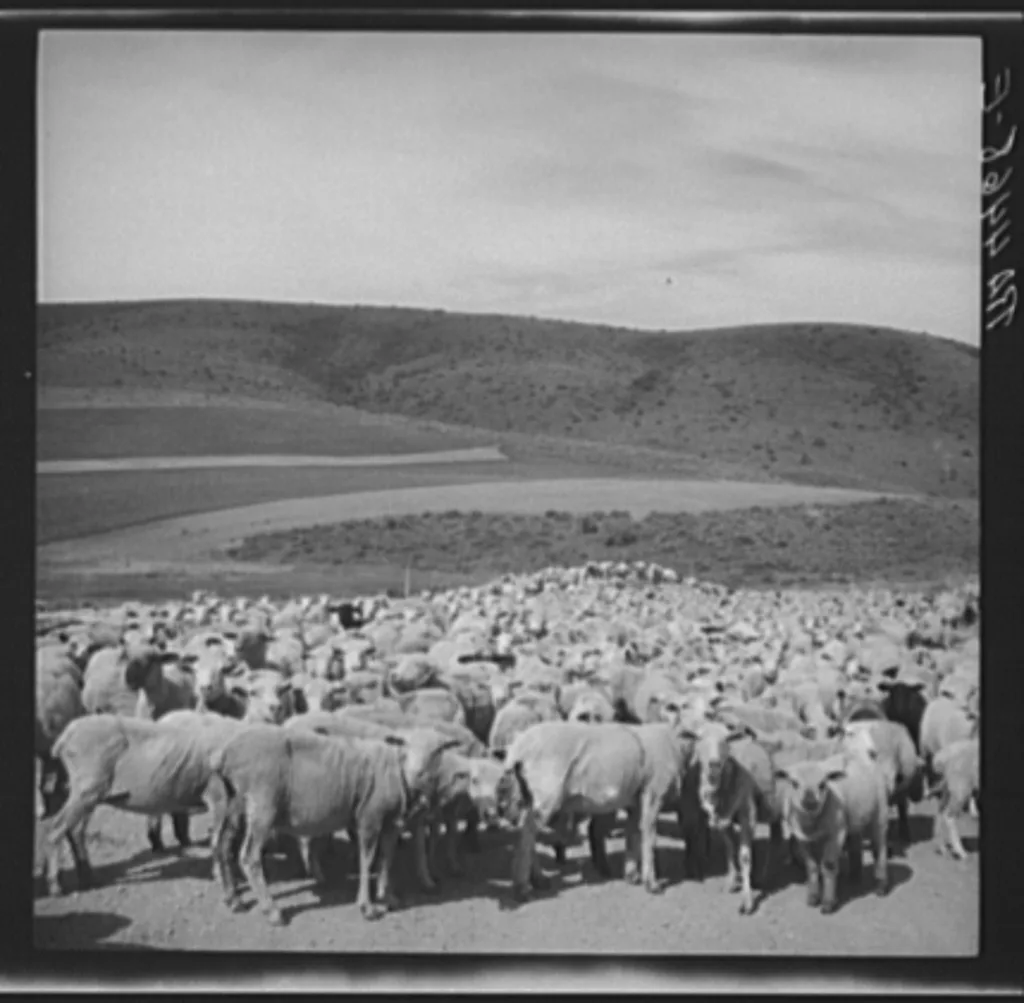 Sheep in transit. Oneida County, Idaho, 1936