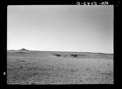 Horses on the grassless plains of eastern Montana, 1936