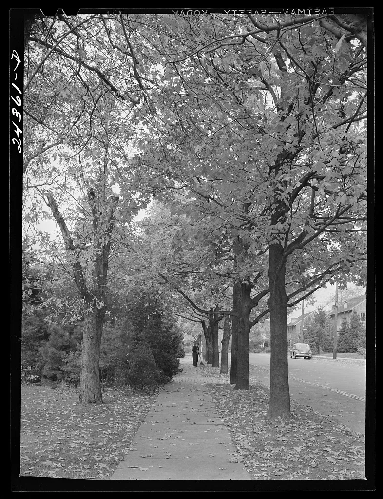 Sweeping leaves. New York City suburbs, New York (State), 1941