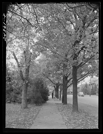 Sweeping leaves. New York City suburbs, New York (State), 1941