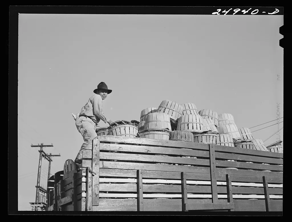 Robstown, Texas. Radishes for packing plant, 1942