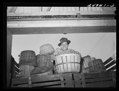 Robstown, Texas. Packing plant. Unloading radishes, 1942