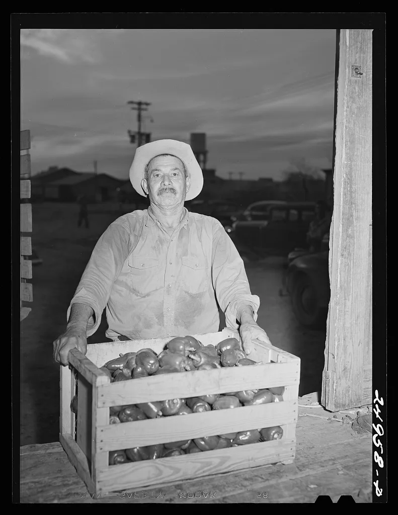 Weslaco, Texas. Peppers at packing shed, 1942