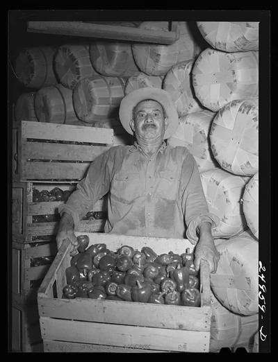 Weslaco, Texas. Peppers at packing shed, 1942