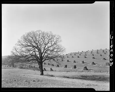Corn field. Washington County, Maryland, 1937
