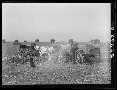 Loading ears of corn in the field. Washington County, Maryland, 1937
