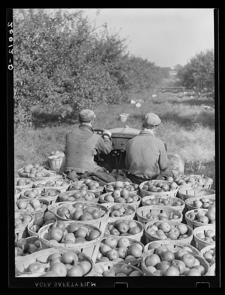Truckload of apples in orchard. Camden County, New Jersey, 1938