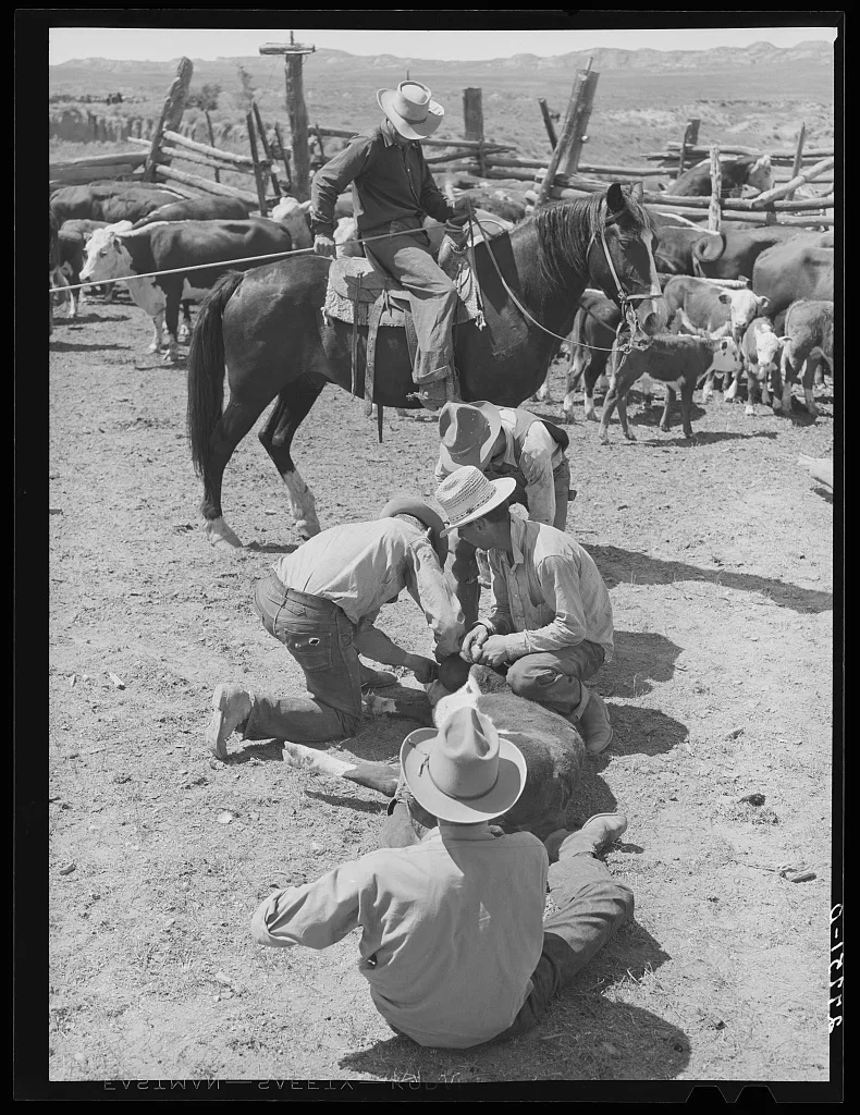 Dehorning. William Tonn ranch, Custer County, Montana, 1939
