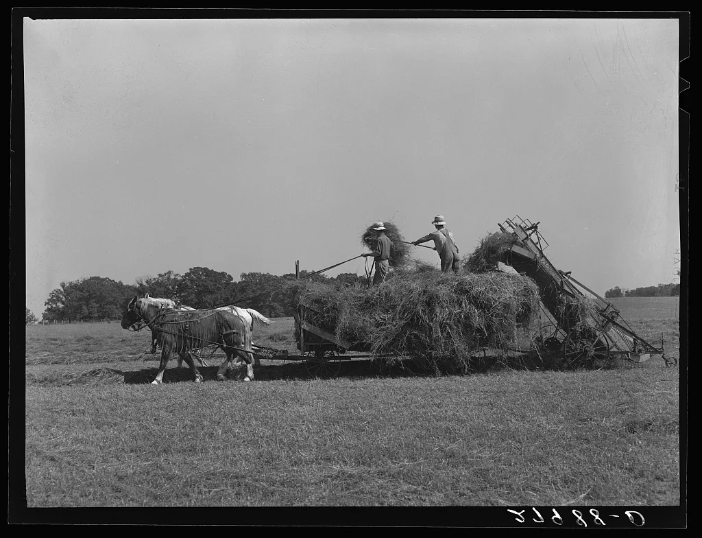 Loading hay mechanically. Jasper County, Iowa, 1939