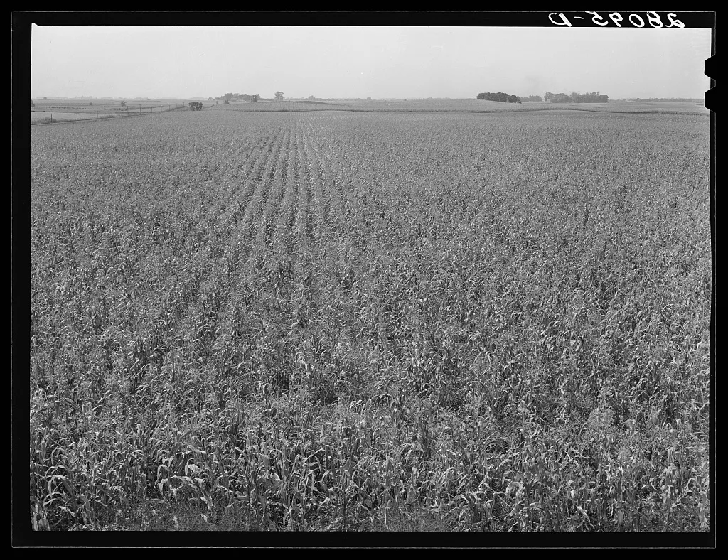 Cornfield. Hardin County, Iowa, 1939