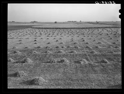 Alfalfa and corn. Hardin County, Iowa, 1939