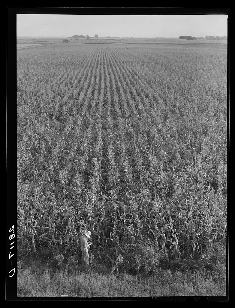 Cornfield. Hardin County, Iowa, 1939