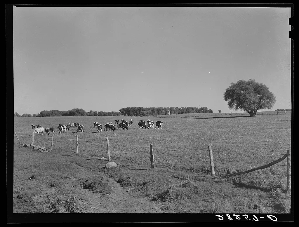 Dairy herd. Worth County, Iowa, 1939