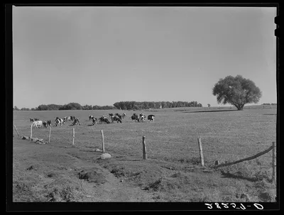 Dairy herd. Worth County, Iowa, 1939