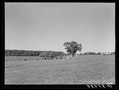 Dairy herd. Worth County, Iowa, 1939