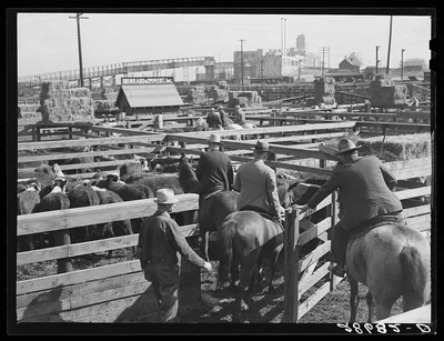 Buyers looking over cattle. Stockyards, Denver, Colorado, 1939