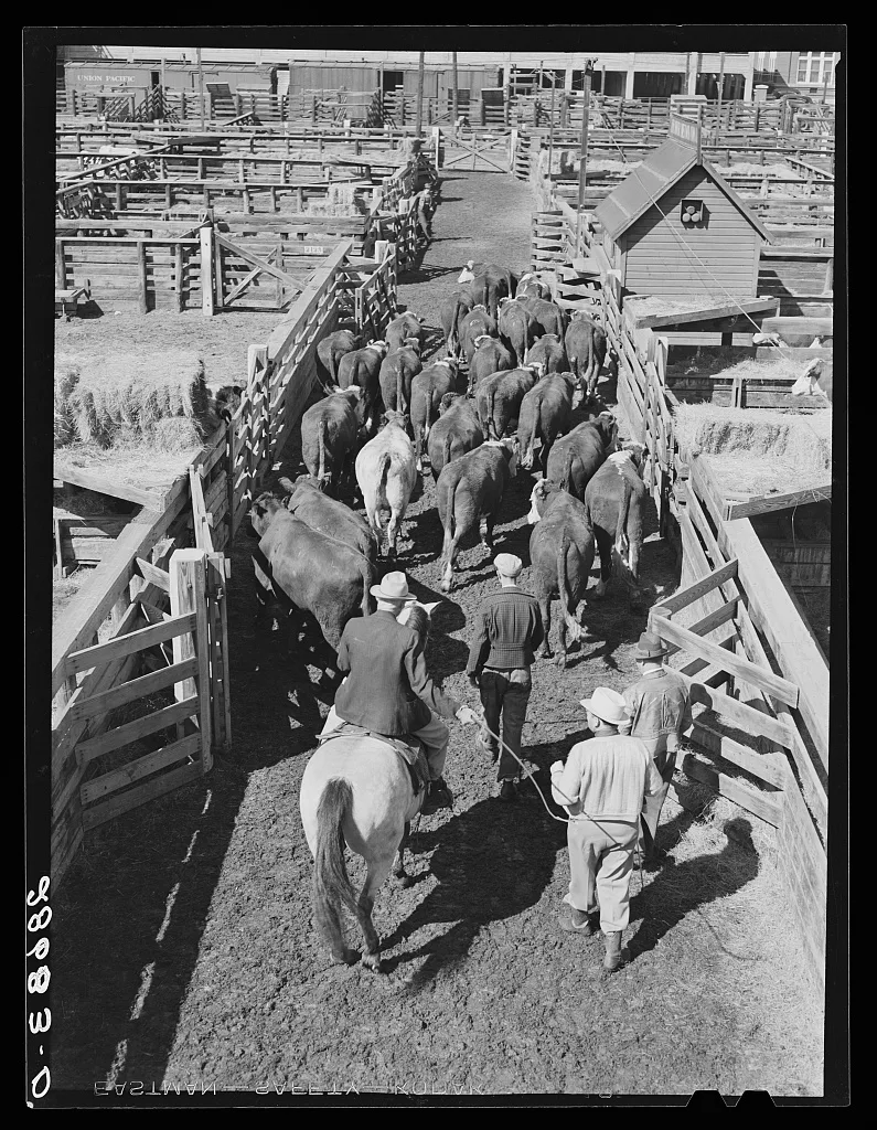 Driving cattle. Stockyards, Denver, Colorado, 1939