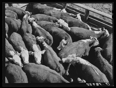 Steers. Stockyards, Denver, Colorado, 1939
