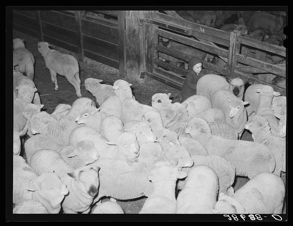 [Untitled photo, possibly related to: Rancher's son herding sheep.…, Colorado, 1939