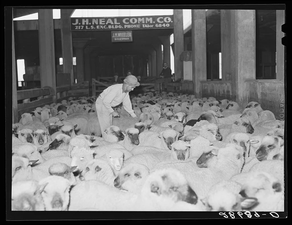 Marking sheep for fur. Stockyards, Denver, Colorado, 1939