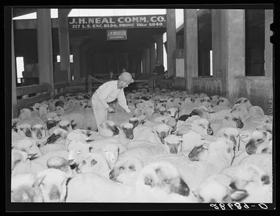 Marking sheep for fur. Stockyards, Denver, Colorado, 1939