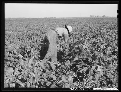 [Untitled photo, possibly related to: Sugar beet worker. Adams…, Colorado, 1939