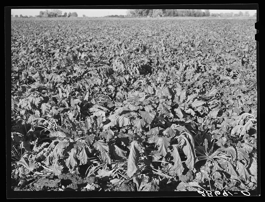 Sugar beet field before the harvest. Adams County, Colorado, 1939