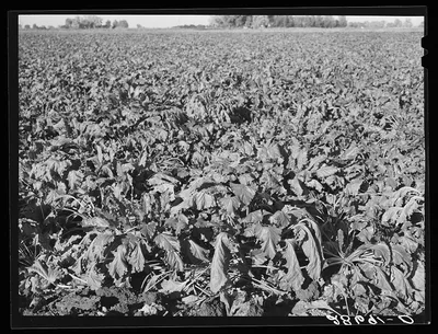 Sugar beet field before the harvest. Adams County, Colorado, 1939