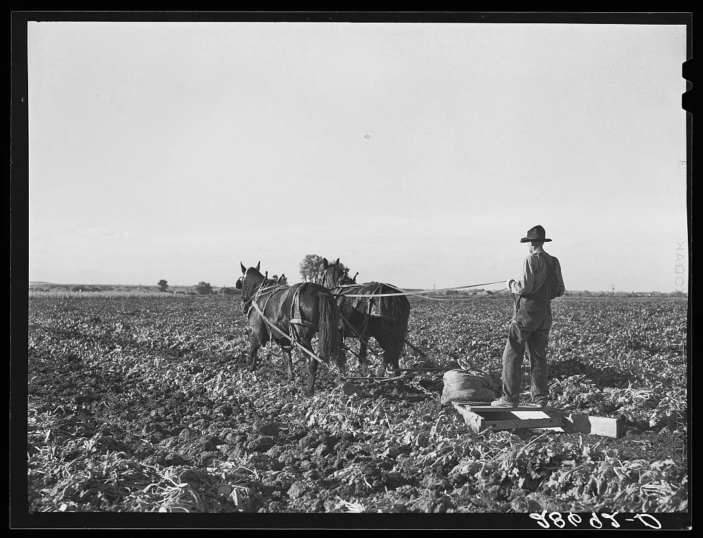 The rows between the beets are flattened before piling the topped…, Colorado, 1939